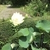 チャイムさんのプロフィール画像