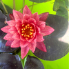 金魚屋紅桜さんのプロフィール画像