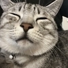 shingoさんのプロフィール画像