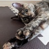 りなさんのプロフィール画像