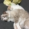 ゆきちさんのプロフィール画像