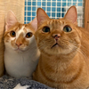 DearCatさんのプロフィール画像