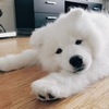 Yoshiさんのプロフィール画像