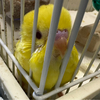 なな