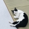 ねこさんのプロフィール画像