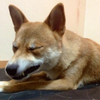 黒い肉球🐾さんのプロフィール画像