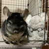 かっぱらぴ