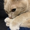 エミュさんのプロフィール画像