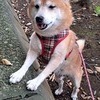 はるさんのプロフィール画像