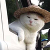 ニャーモさんのプロフィール画像