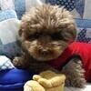 しんいちさんのプロフィール画像