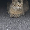 まめこさんのプロフィール画像