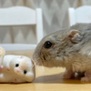 トムさんのプロフィール画像
