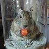 ふぃん