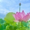 ゆうこさんのプロフィール画像
