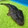 かーさんのプロフィール画像