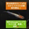 エンレイ　めだか屋さんのプロフィール画像