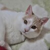 mihoさんのプロフィール画像
