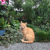 ねこさんのプロフィール画像