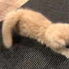 りんちゃんさんのプロフィール画像