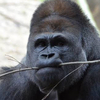 ゴリラさんのプロフィール画像