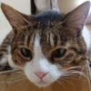 かなやさんのプロフィール画像