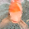 FPさんのプロフィール画像