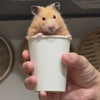 いしこさんのプロフィール画像