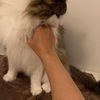 さと