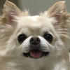 ナウシカさんのプロフィール画像