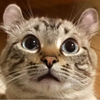 バスティックさんのプロフィール画像