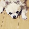 紅いカナリアさんのプロフィール画像