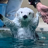 らっこさんのプロフィール画像