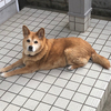 ちゃんこさんのプロフィール画像