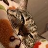 なちぇさんのプロフィール画像