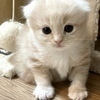 ねこさんのプロフィール画像