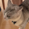 こむさんのプロフィール画像
