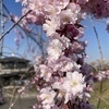 Spring1125さんのプロフィール画像