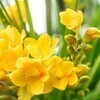 フリージアさんのプロフィール画像