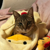 シュバルツさんのプロフィール画像