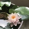 あたろう