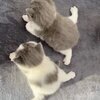 はずむさんのプロフィール画像