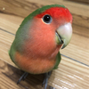 ツトムさんのプロフィール画像