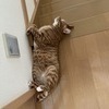 Asaさんのプロフィール画像