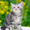 ねこさんのプロフィール画像