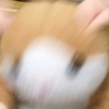 ぽち