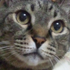 キャッツアイさんのプロフィール画像