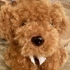 poodleさんのプロフィール画像