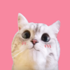 まねきネコさんのプロフィール画像