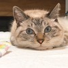 ケンジさんのプロフィール画像